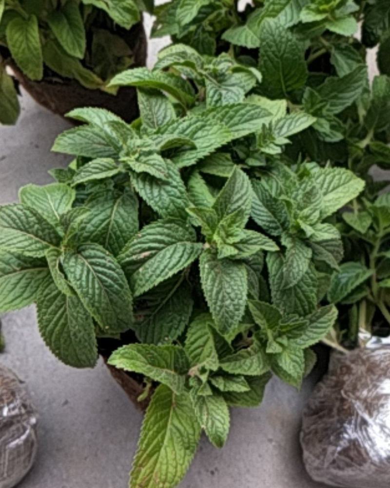 薄荷盆栽可食用留兰香室内大盆香草柠檬水培迷迭香驱蚊薄荷叶
