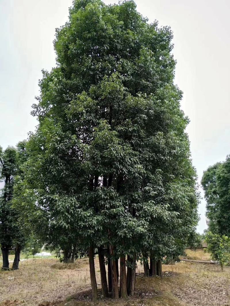 40-200公分丛生香樟多杆香樟多头香樟骨架移植香樟
