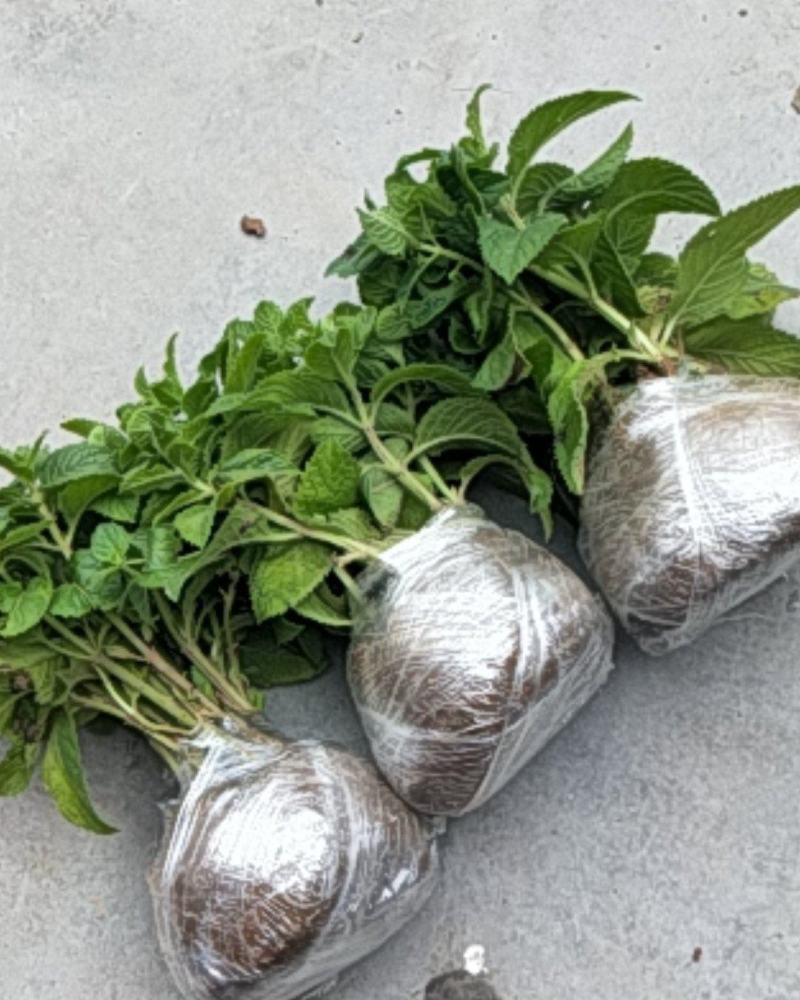薄荷盆栽可食用留兰香室内大盆香草柠檬水培迷迭香驱蚊薄荷叶