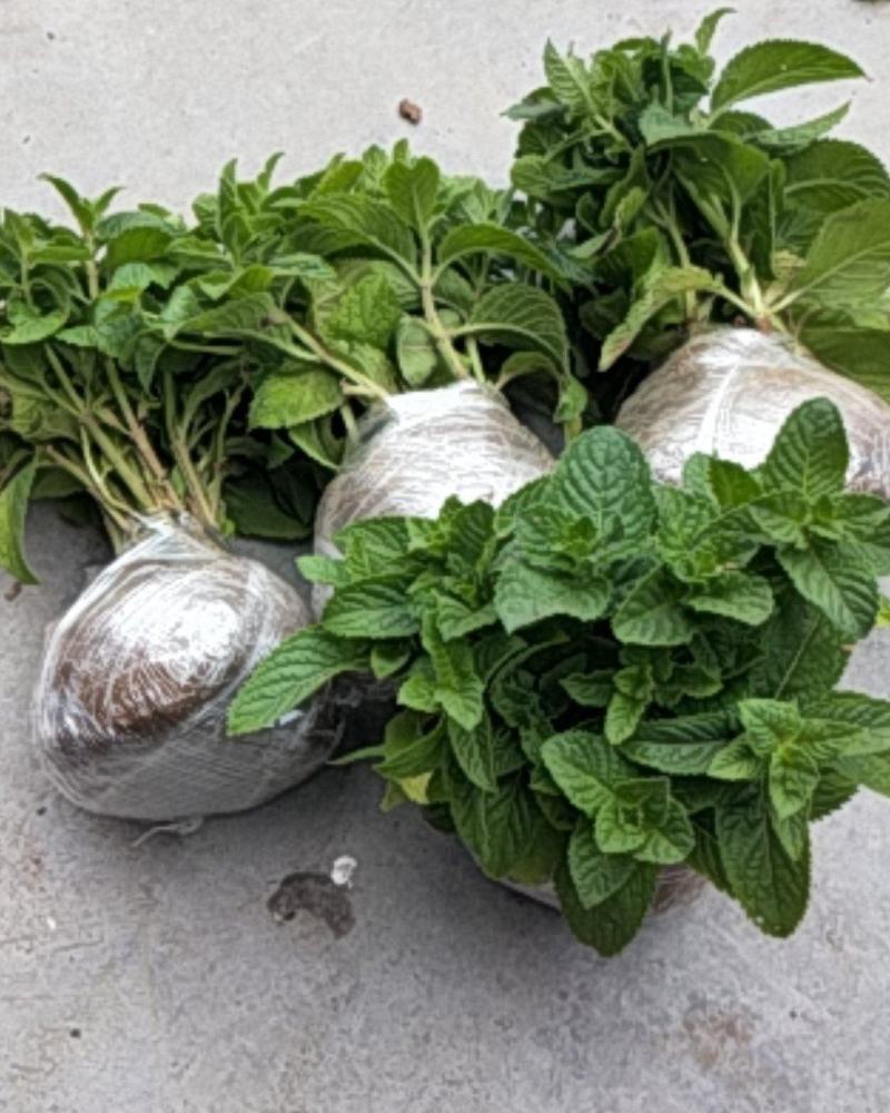 薄荷盆栽可食用留兰香室内大盆香草柠檬水培迷迭香驱蚊薄荷叶