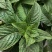 薄荷盆栽可食用留兰香室内大盆香草柠檬水培迷迭香驱蚊薄荷叶