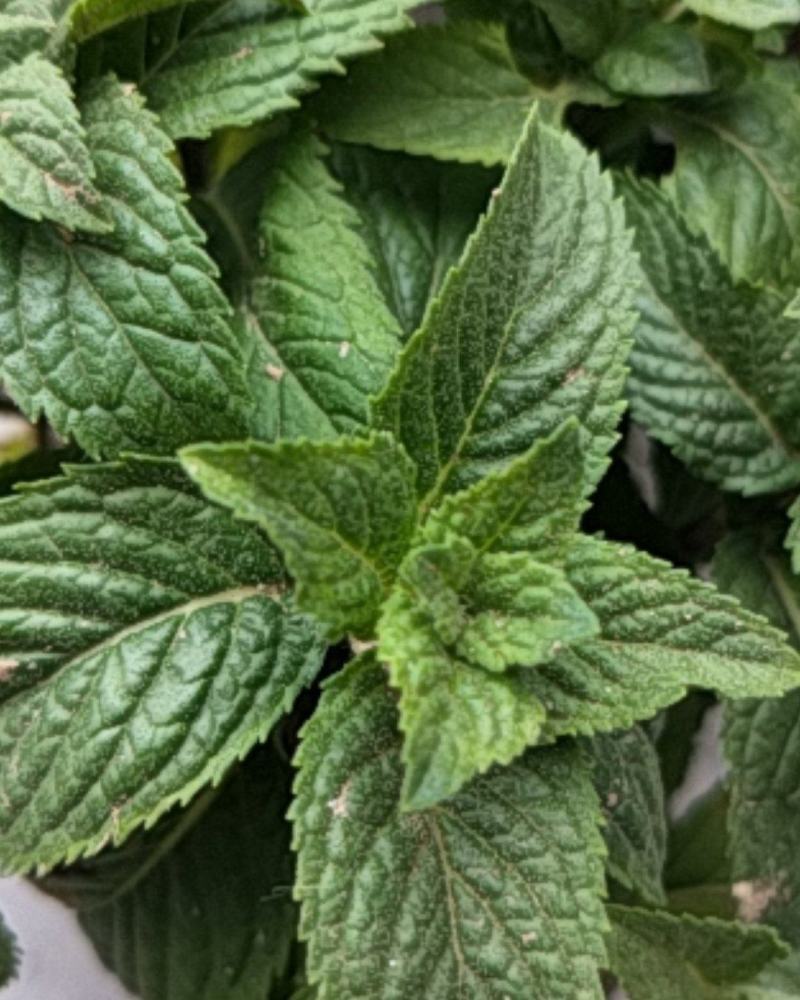 薄荷盆栽可食用留兰香室内大盆香草柠檬水培迷迭香驱蚊薄荷叶