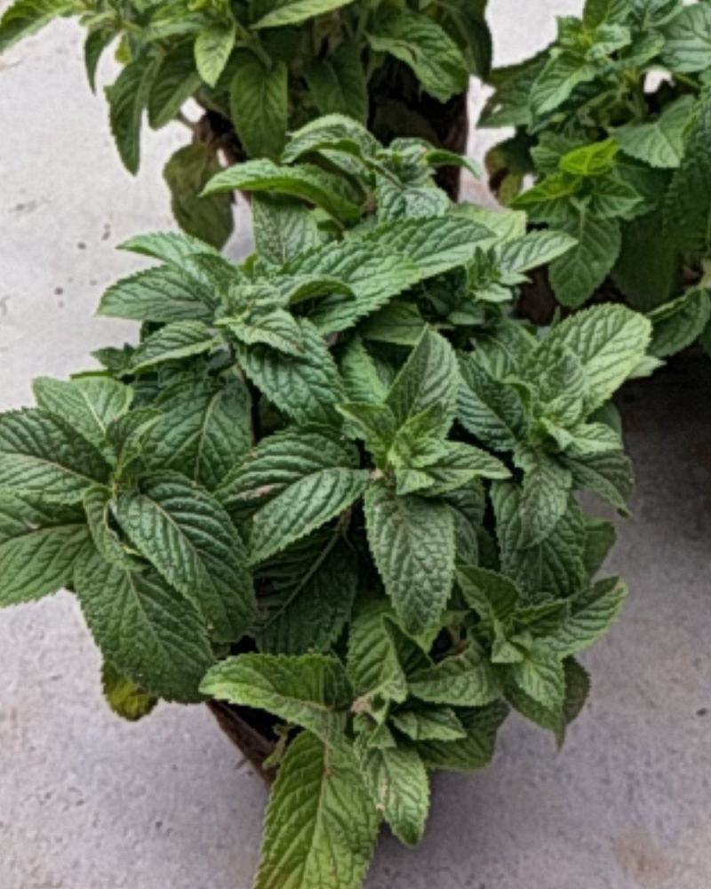 薄荷盆栽可食用留兰香室内大盆香草柠檬水培迷迭香驱蚊薄荷叶