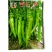 天下一椒辣椒种子(大果型黄皮尖椒品种)