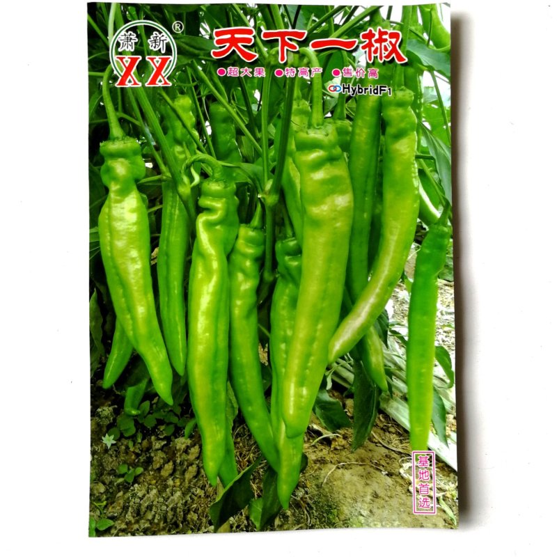 天下一椒辣椒种子(大果型黄皮尖椒品种)