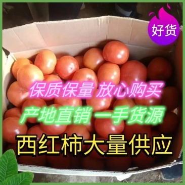【有好货】产地直销，高温棚西红柿大量供应中视频看货
