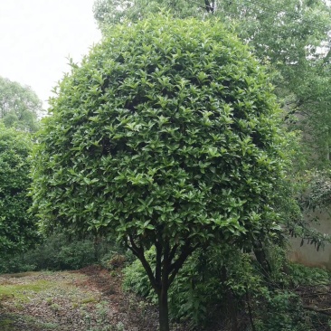 12-25公分移植桂花假植袋苗桂花自家苗圃基地直供