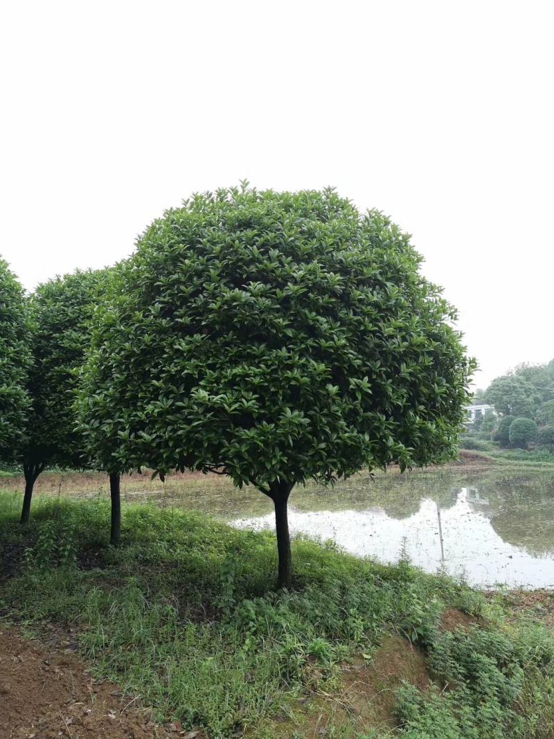 12-25公分移植桂花假植袋苗桂花自家苗圃基地直供