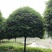12-25公分移植桂花假植袋苗桂花自家苗圃基地直供