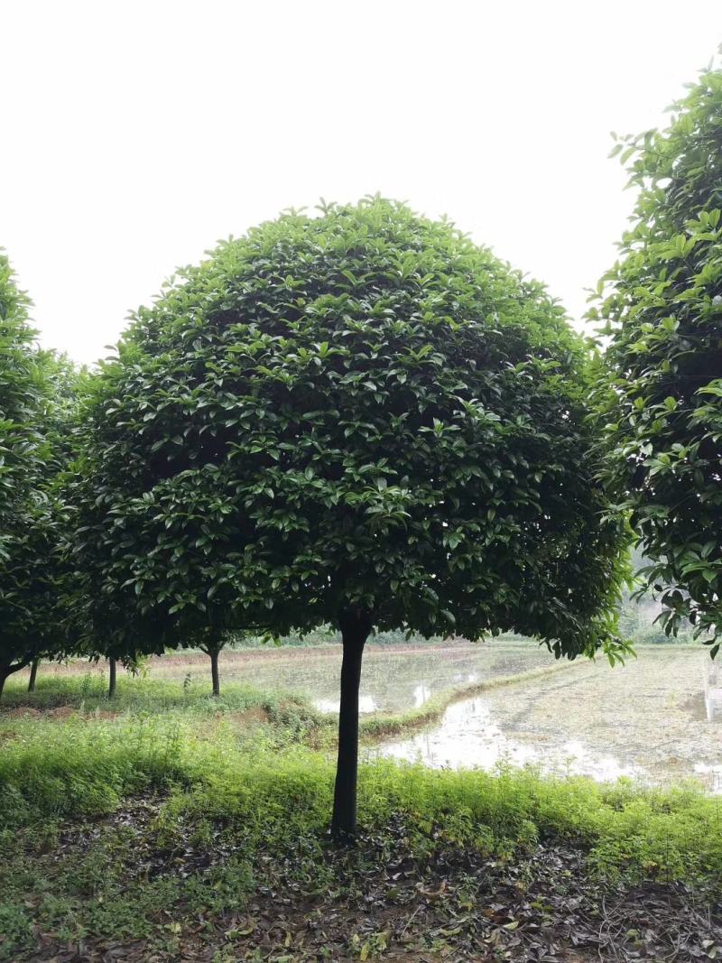12-25公分移植桂花假植袋苗桂花自家苗圃基地直供