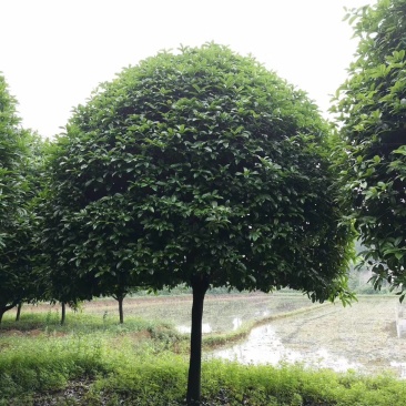 12-25公分桂花移植袋苗桂花自家苗圃基地直供
