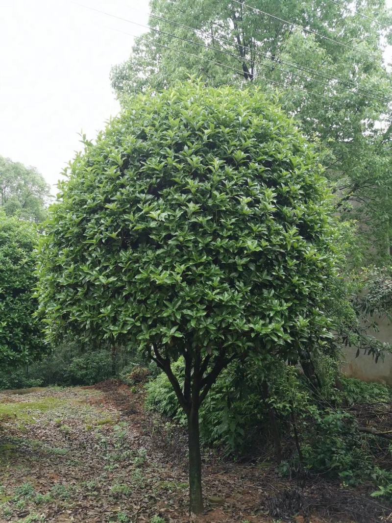 12-25公分桂花移植袋苗桂花自家苗圃基地直供