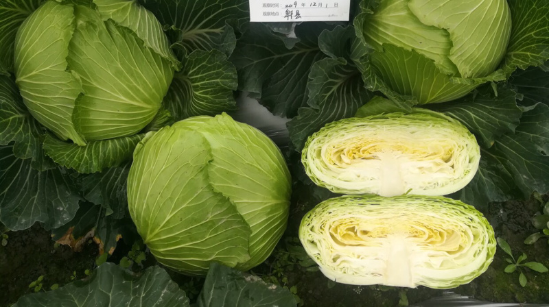 耐热耐湿夏秋播种扁球进口甘蓝种子脆莲白