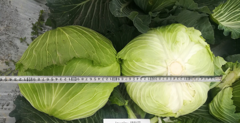 耐热耐湿夏秋播种扁球进口甘蓝种子脆莲白
