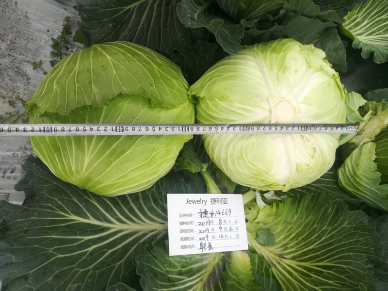 耐热耐湿夏秋播种扁球进口甘蓝种子脆莲白