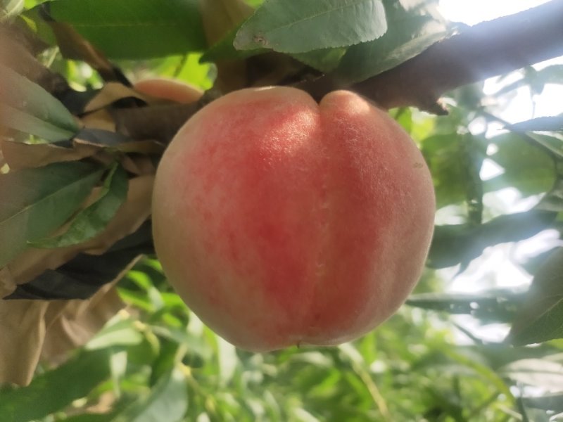 毛桃赵王三号离核