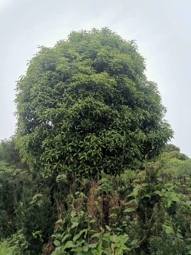12-25公分自然冠桂花农户一手货源