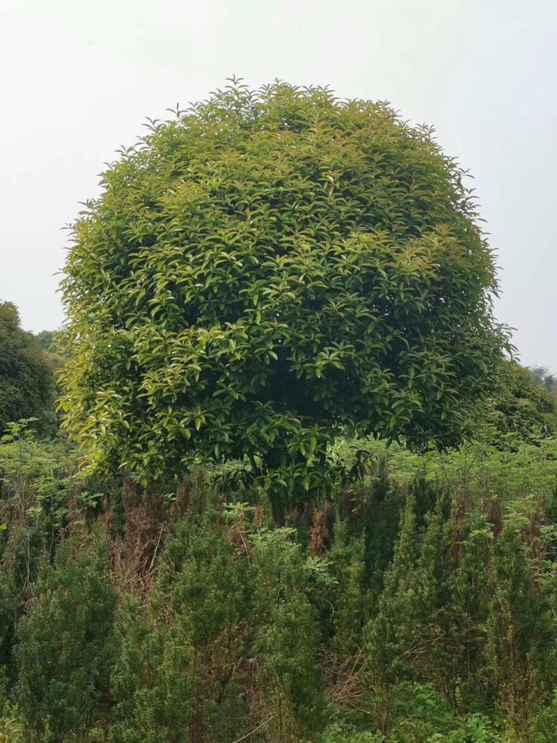 12-25公分自然冠桂花农户一手货源