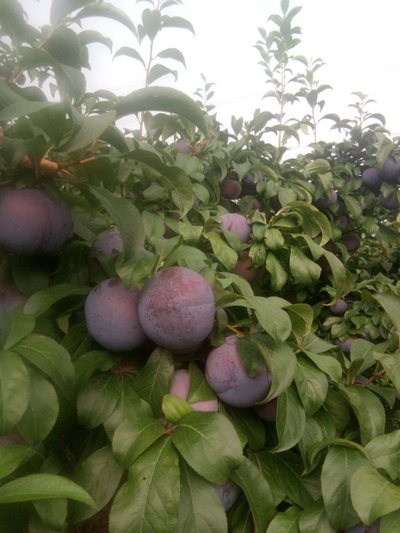 陕西扶风黑布林，黑巨力李子，个大果面干净