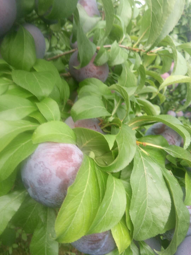 陕西扶风黑布林，黑巨力李子，个大果面干净