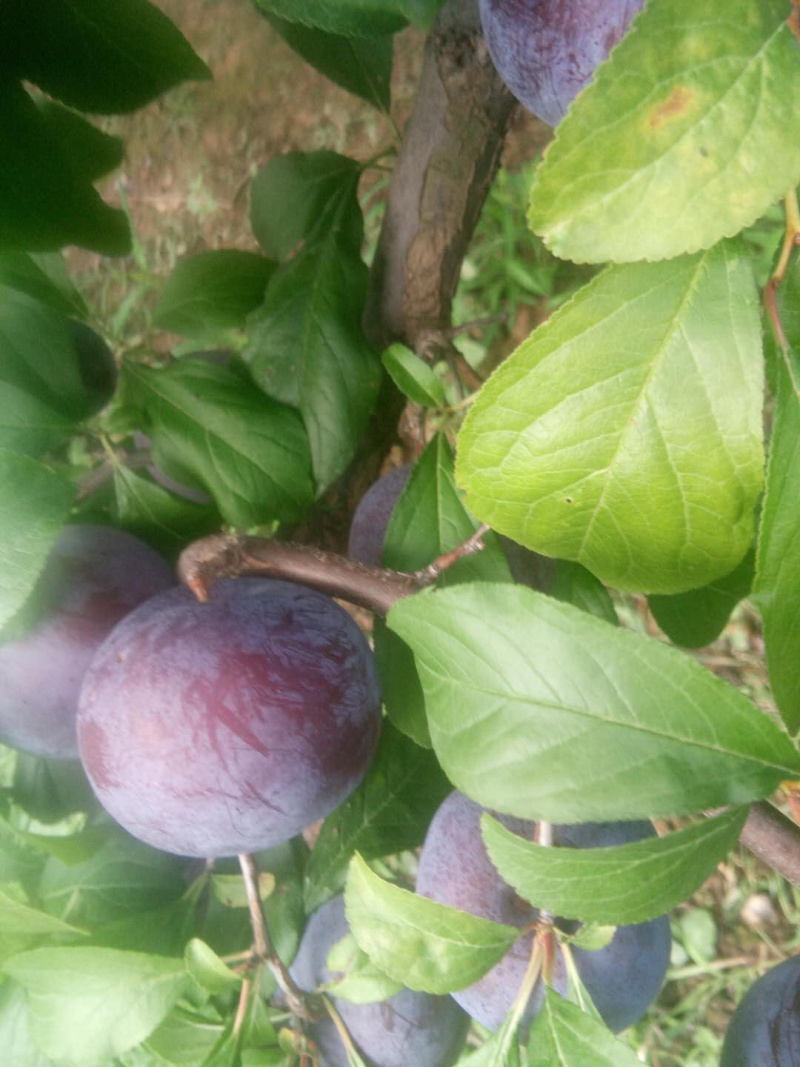 陕西扶风黑布林，黑巨力李子，个大果面干净