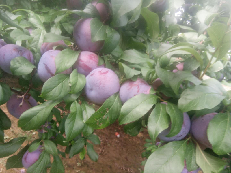 陕西扶风黑布林，黑巨力李子，个大果面干净