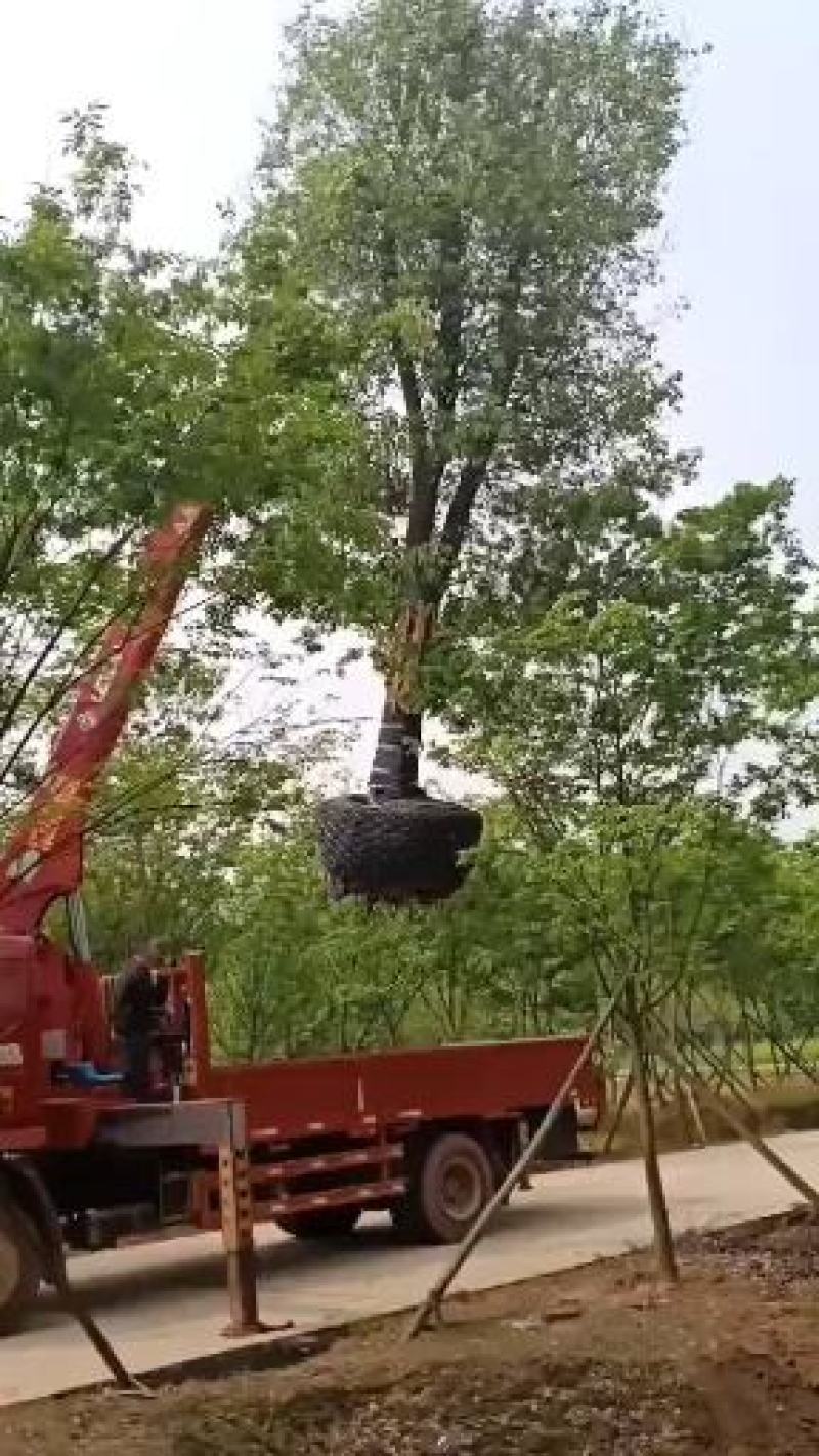 12-25公分自然冠桂花农户一手货源