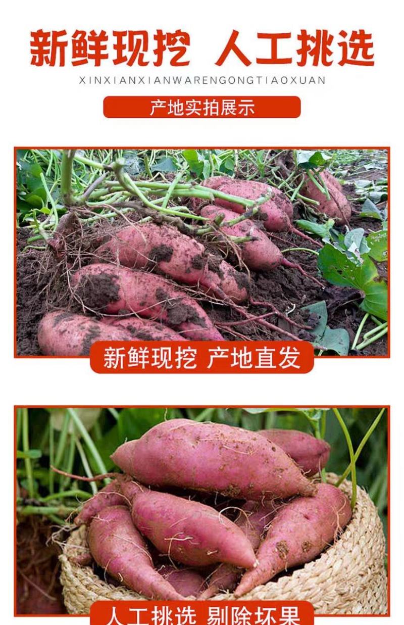 【现挖现发】新鲜红薯蜜薯烟薯沙地黄心红薯一件代发