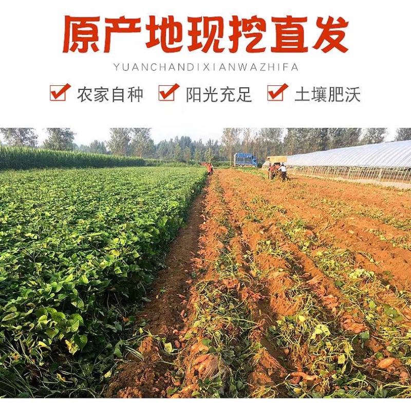 【现挖现发】新鲜红薯蜜薯烟薯沙地黄心红薯一件代发