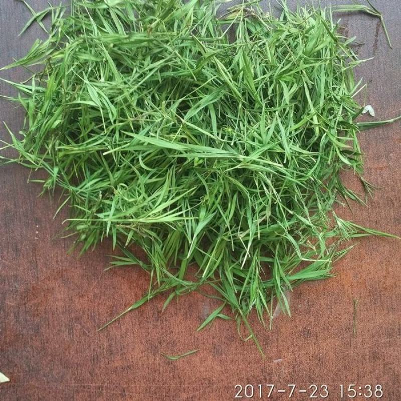 青石竹茶500g包邮崂山石竹青竹叶茶淡竹叶茶散装竹叶茶叶