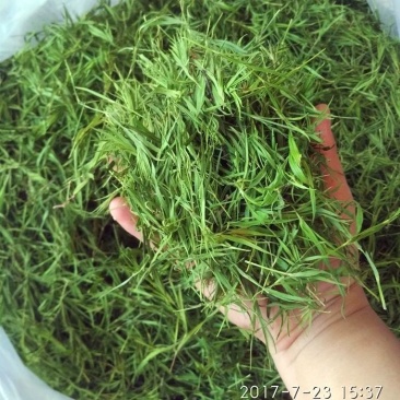 青石竹茶500g包邮崂山石竹青竹叶茶淡竹叶茶散装竹叶茶叶