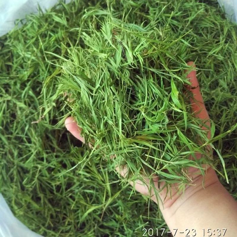 青石竹茶500g包邮崂山石竹青竹叶茶淡竹叶茶散装竹叶茶叶