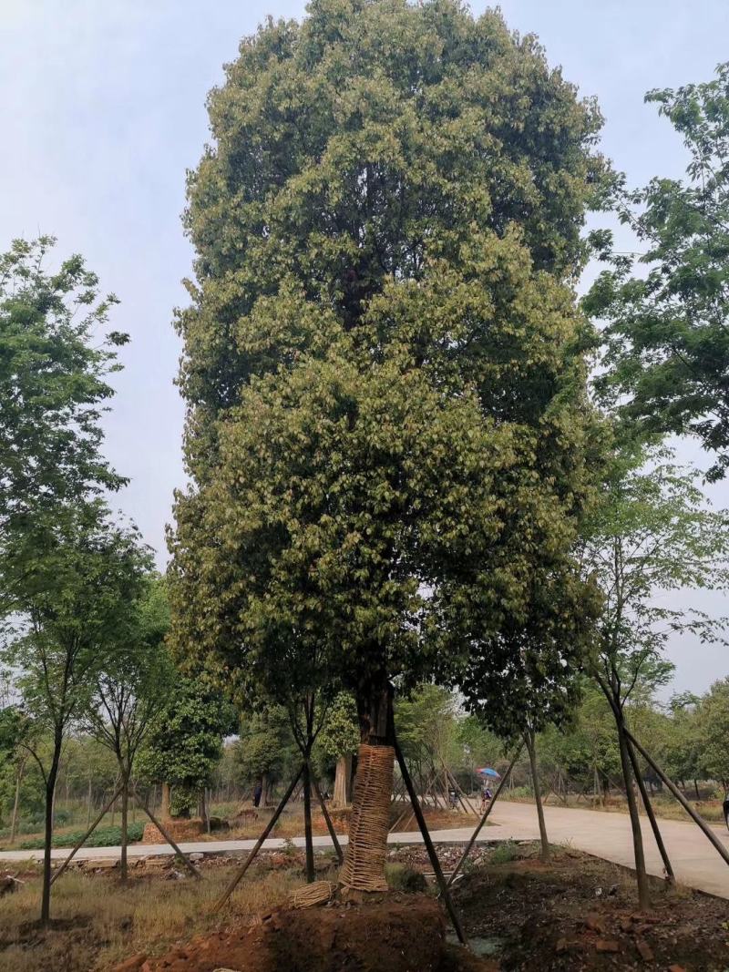 30-50公分移植大冠香樟丛生香樟多杆香樟多头香樟