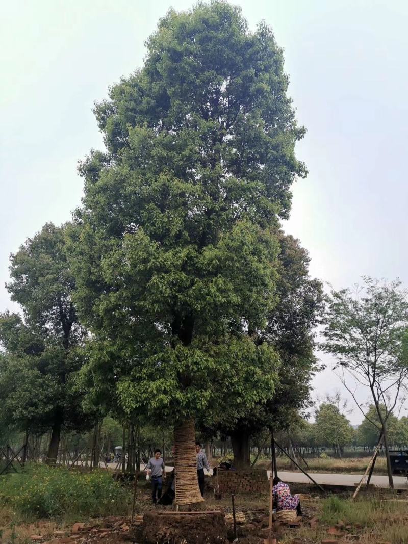 30-50公分移植大冠香樟丛生香樟多杆香樟多头香樟