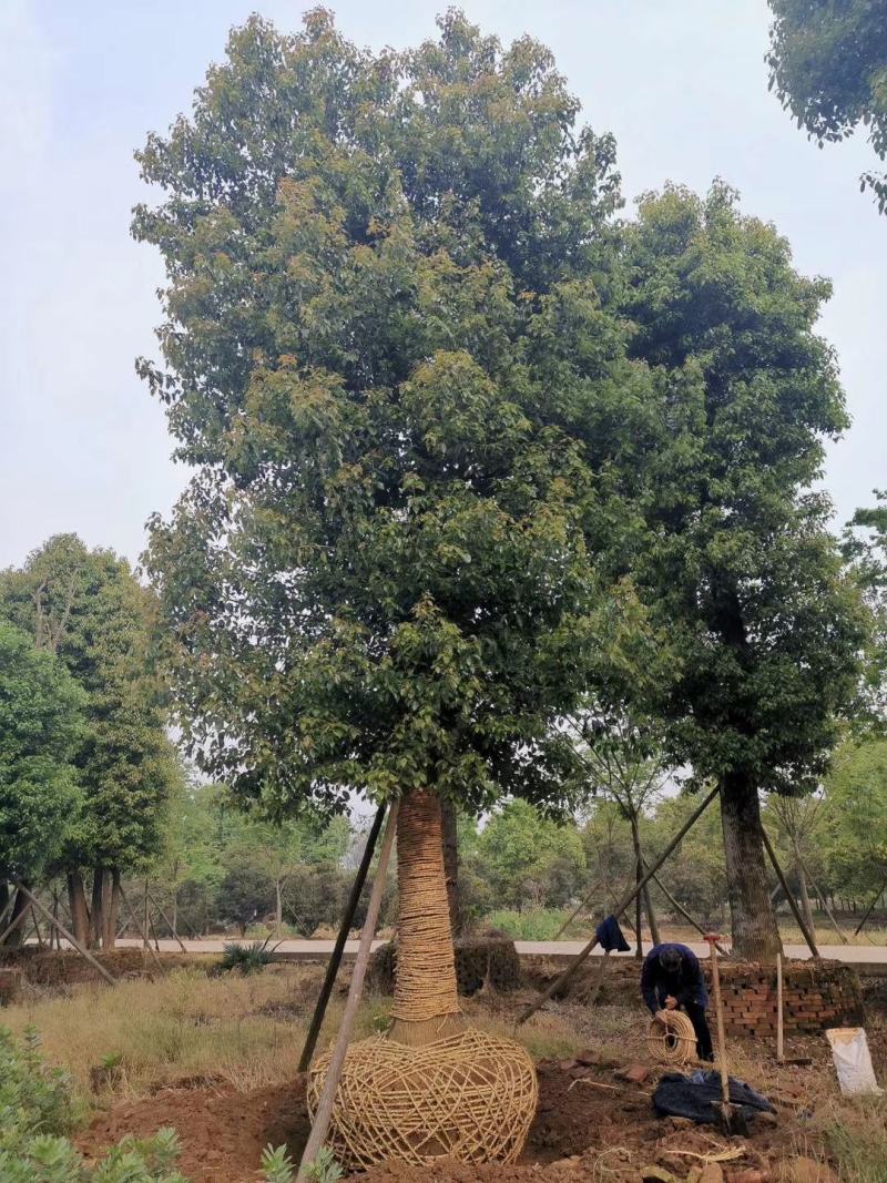 30-50公分移植大冠香樟丛生香樟多杆香樟多头香樟