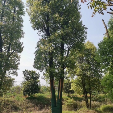 双杆香樟丛生香樟多杆香樟多头香樟自家苗圃基地直供