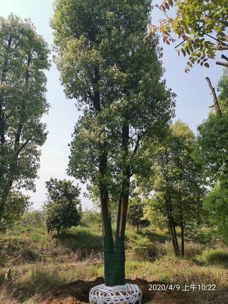 双杆香樟丛生香樟多杆香樟多头香樟自家苗圃基地直供