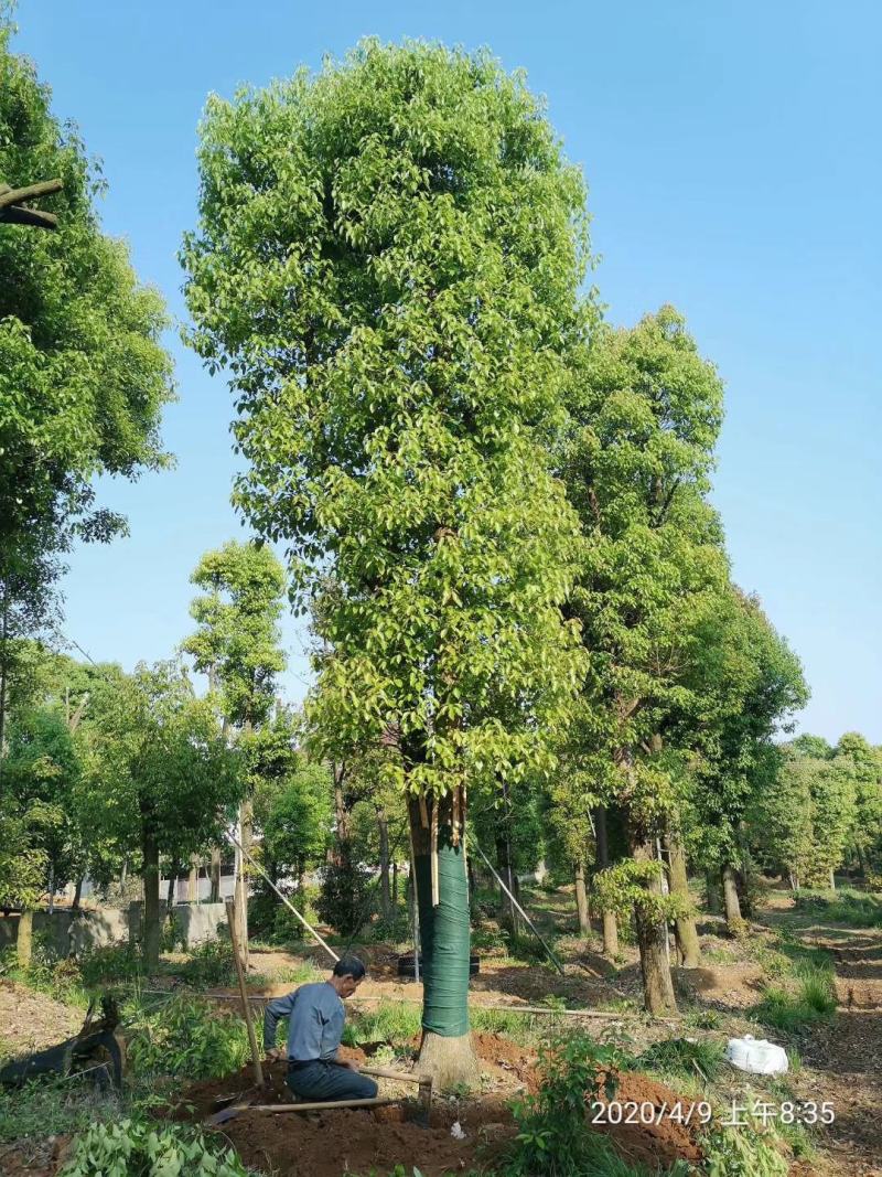 双杆香樟丛生香樟多杆香樟多头香樟自家苗圃基地直供