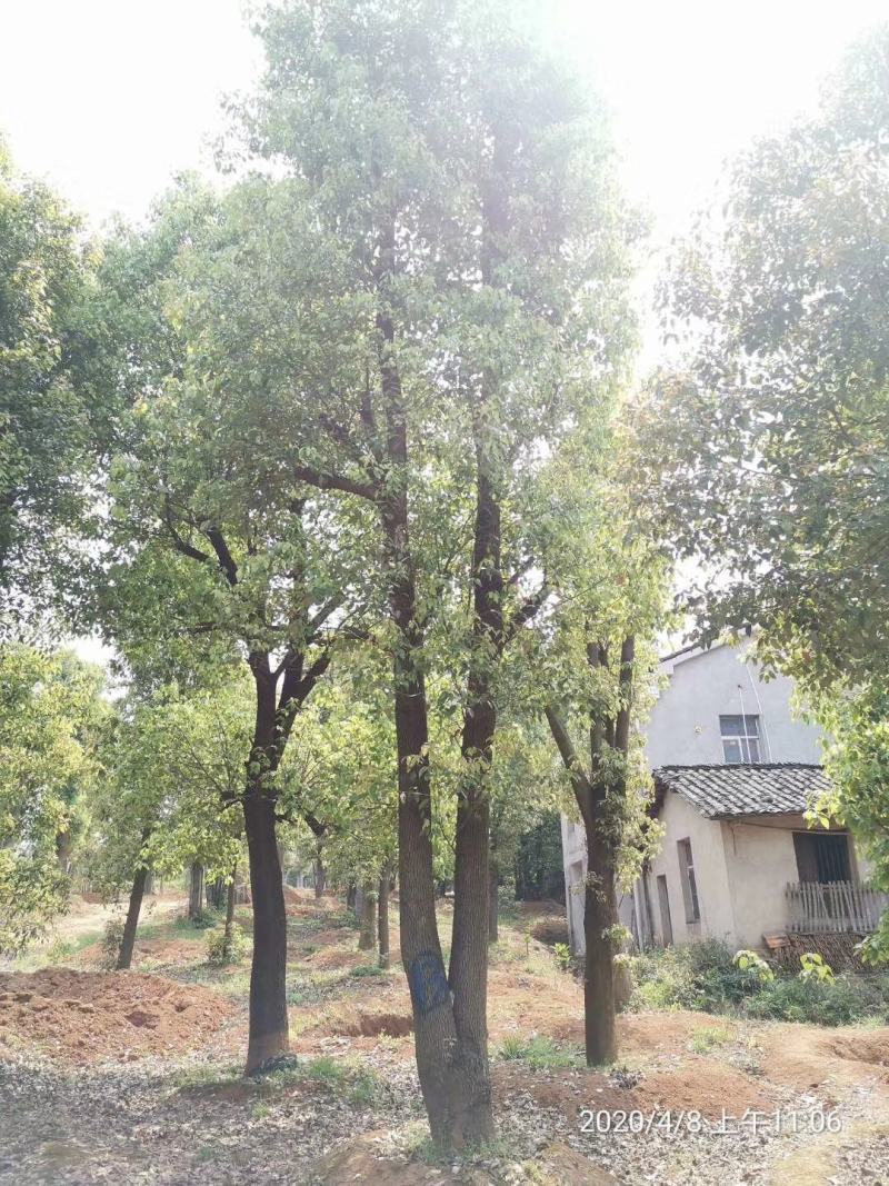 双杆香樟丛生香樟多杆香樟多头香樟自家苗圃基地直供