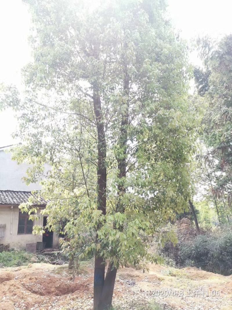 双杆香樟丛生香樟多杆香樟多头香樟自家苗圃基地直供