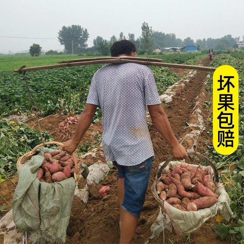 白薯，板栗薯，山东特产红薯，新鲜蔬菜白心红薯干粉香糯番薯