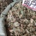 葫芦茶量大优惠。2020年新货。