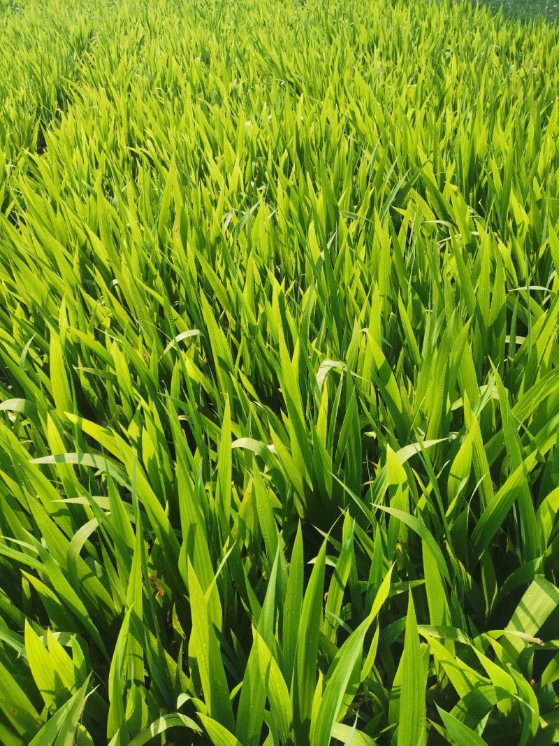 鸢尾花营养杯蓝花鸢尾20公分以上大田鸢尾货源充足