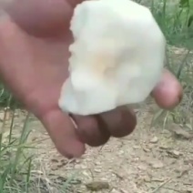 套袋金秀桂花梨，口感好化渣好糖分足，欢迎实力老板