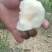套袋金秀桂花梨，口感好化渣好糖分足，欢迎实力老板