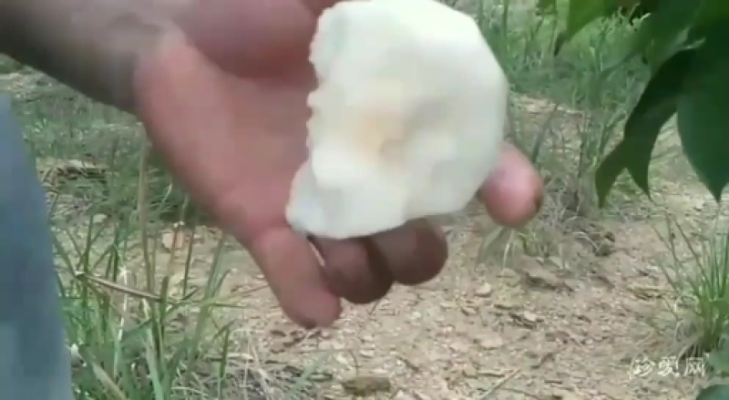 套袋金秀桂花梨，口感好化渣好糖分足，欢迎实力老板