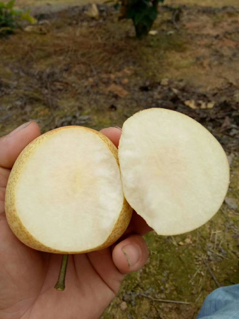 套袋金秀桂花梨，口感好化渣好糖分足，欢迎实力老板