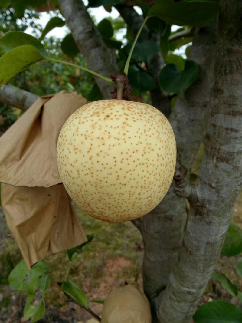 套袋金秀桂花梨，口感好化渣好糖分足，欢迎实力老板