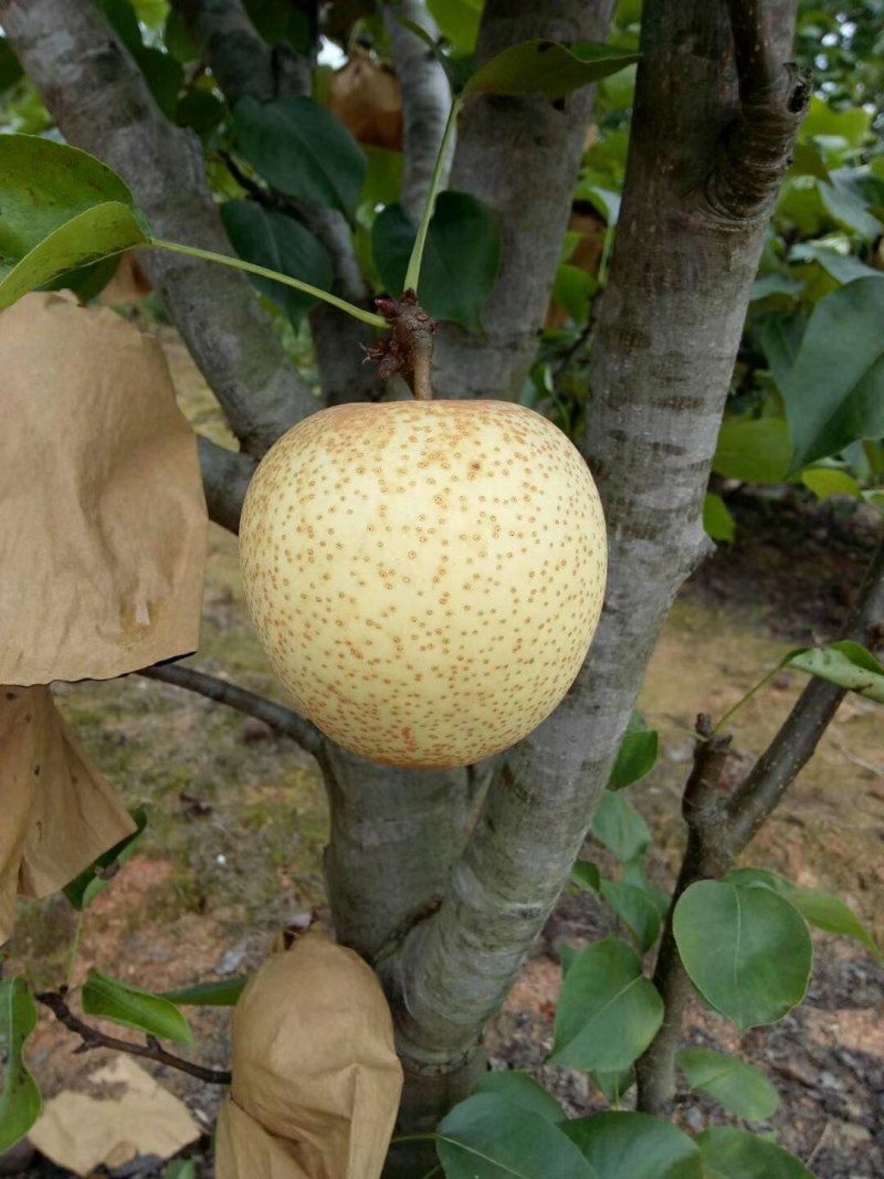 套袋金秀桂花梨，口感好化渣好糖分足，欢迎实力老板