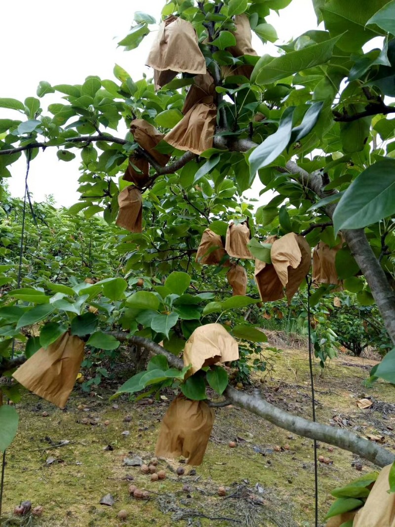 套袋金秀桂花梨，口感好化渣好糖分足，欢迎实力老板